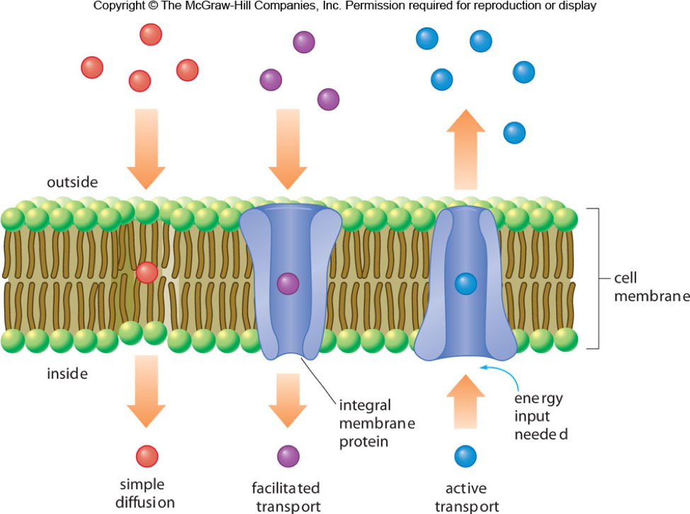 <ul><li><p>stop the passage of ions and molecules into or out of the cell.</p></li><li><p>transport of oxygen, carbon dioxide and other molecules through the membrane.</p><ul><li><p>small molecules like O<sub>2</sub> and CO<sub>2</sub> can diffuse through the cell membrane, traveling from higher to lower concentration</p></li><li><p>larger polar molecules and ions like Cl<sup>−</sup> or HCO<sub>3</sub><sup>−</sup>, travel through integral protein channels would facilitate their transport to cross the membrane efficiently.</p></li><li><p>For the movement of other ions such as Na<sup>+</sup>, K<sup>+</sup>, and Ca<sup>2+</sup>, some energy input is required and this is called active transport.</p></li></ul></li></ul><p></p>