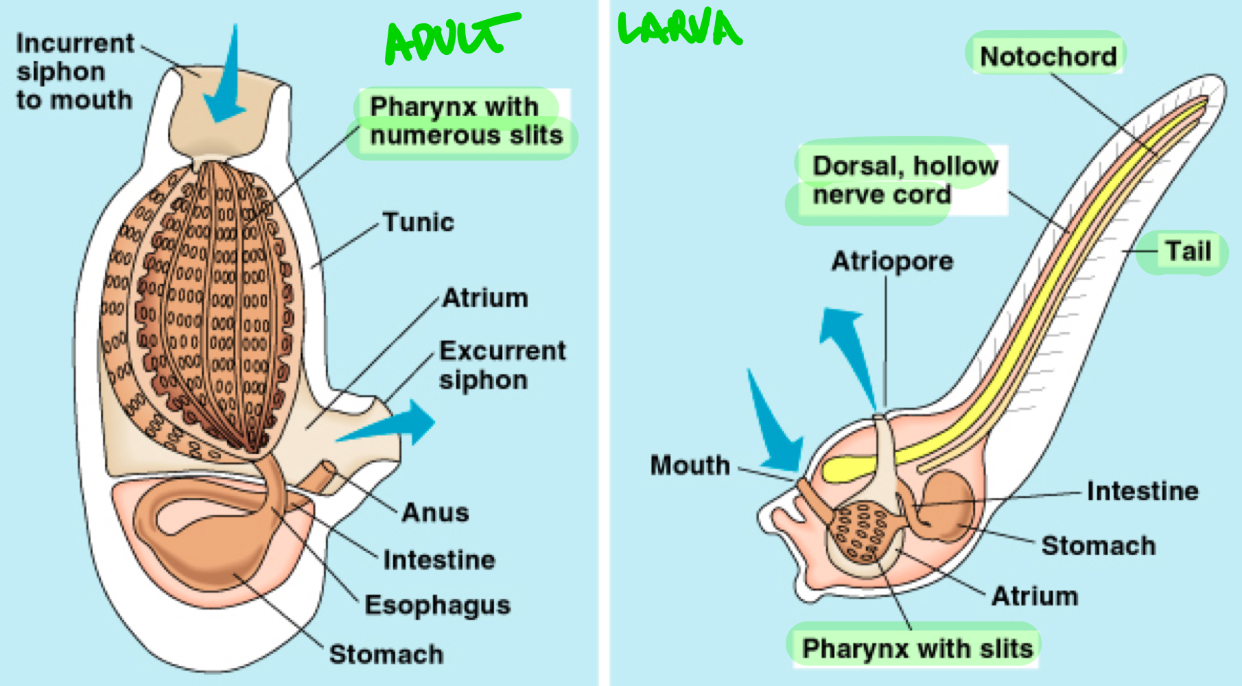 <p>Chordata clade made of the tunicates or “sea squirts,” they possess the big four during their larval stage but only keep the gill slits during their adult stage, modifying the slits into a pharyngeal basket to filter water and food particles.</p>