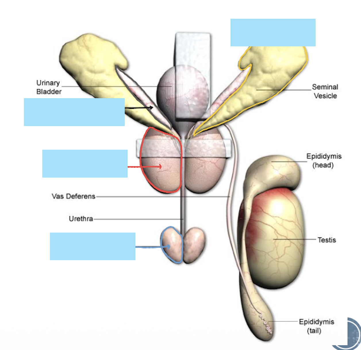<p>List out the anatomical feature in this picture</p>