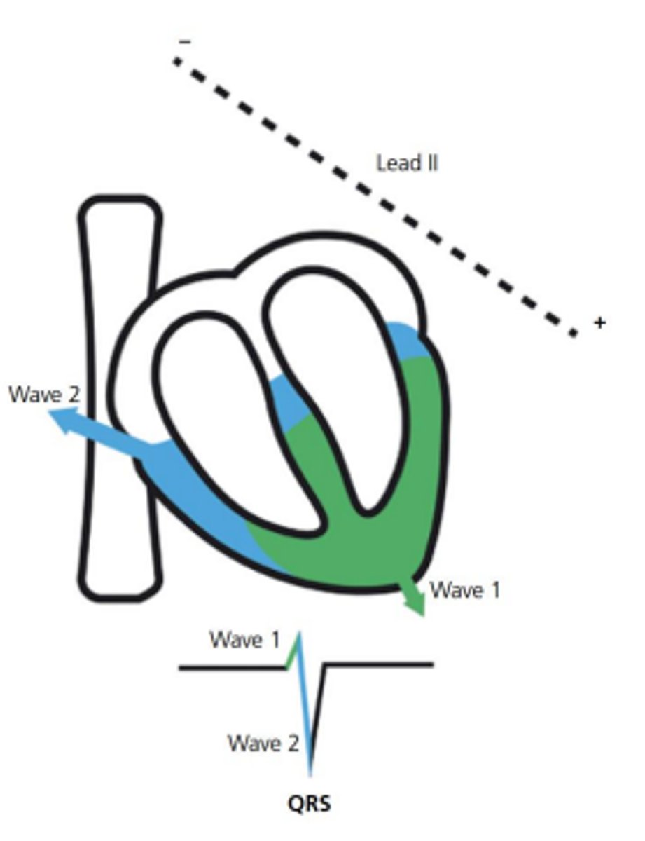 <p>Two, with a negative S</p>