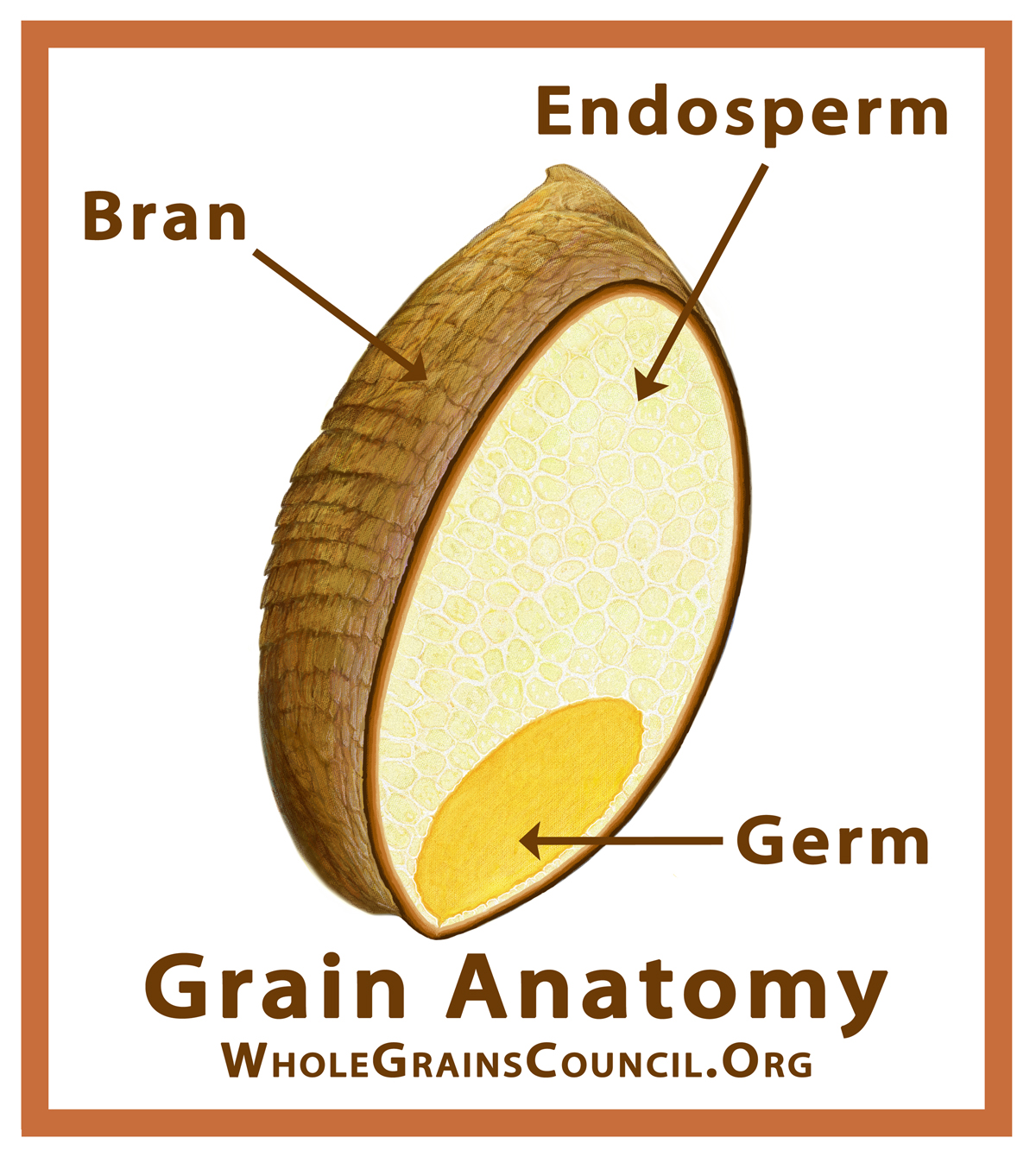 <p><span style="font-family: Arial">•</span><span style="font-family: Calibri; color: black">Bran: is largely made out of cellulose</span></p><ul><li><p><span style="font-family: Calibri; color: black">Protects the grain (outside part of grain, taken out for white bread)</span></p></li><li><p><span style="font-family: Calibri; color: black">Generally removed in milling</span></p></li></ul><p><span style="font-family: Arial">•</span><span style="font-family: Calibri; color: black">Endosperm: largely starch grains embedded in a protein matrix</span></p><ul><li><p><span style="font-family: Calibri; color: black">Endosperm is generally what is used in refined flour</span></p></li></ul><p><span style="font-family: Arial">•</span><span style="font-family: Calibri; color: black">Germ: part where new grain develops </span></p><ul><li><p><span style="font-family: Calibri; color: black">Majority of </span><strong><span style="font-family: Calibri; color: black">fat</span></strong><span style="font-family: Calibri; color: black"> in the grains are located here (goes in fridge)</span></p></li><li><p><span style="font-family: Calibri; color: black">Often left out of processing to avoid rancidity</span></p></li></ul>