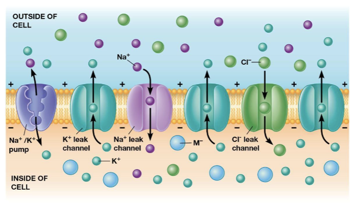 <p>maintains the voltage by pumping sodium ions out of the cell and potassium ions into the cell</p>