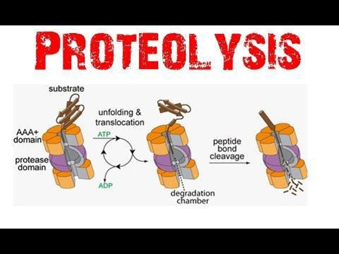 <p>They catalyze the hydrolysis of proteins to their constituent amino acids.</p>