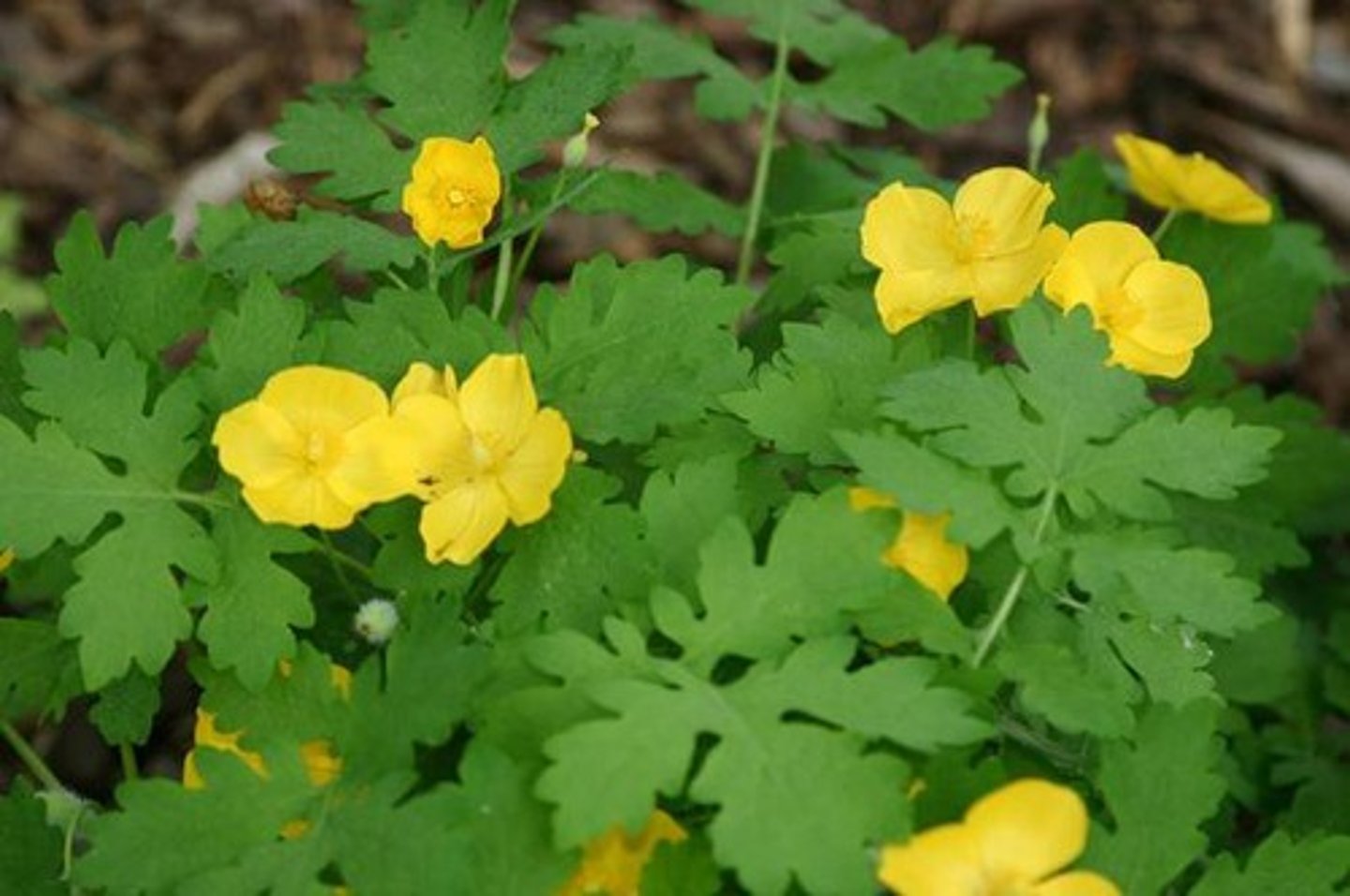 <p>Celandine</p>