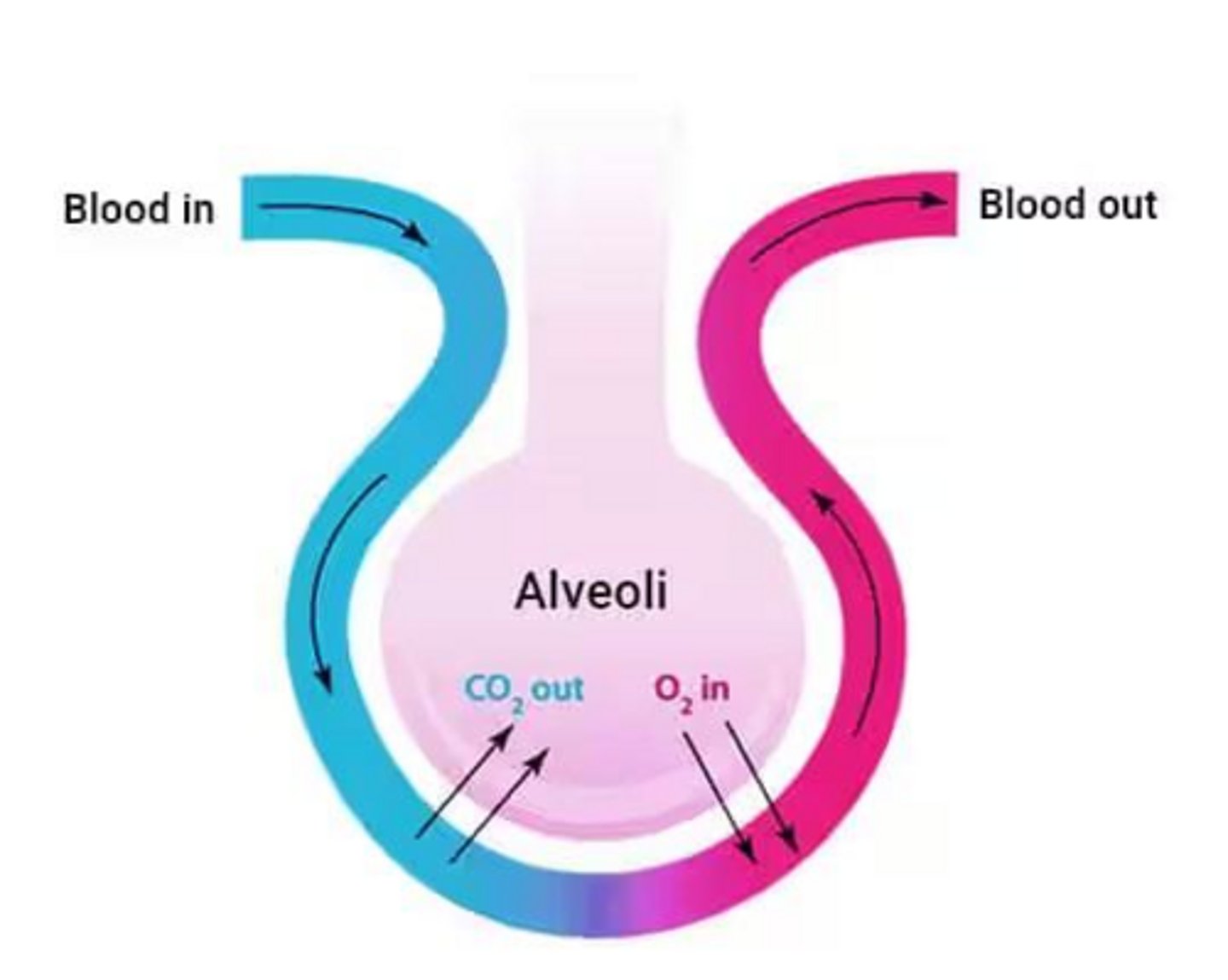 <p>Cilia trap bacteria and airborne particles in mucus and move them upward into the throat to be cleared.</p>