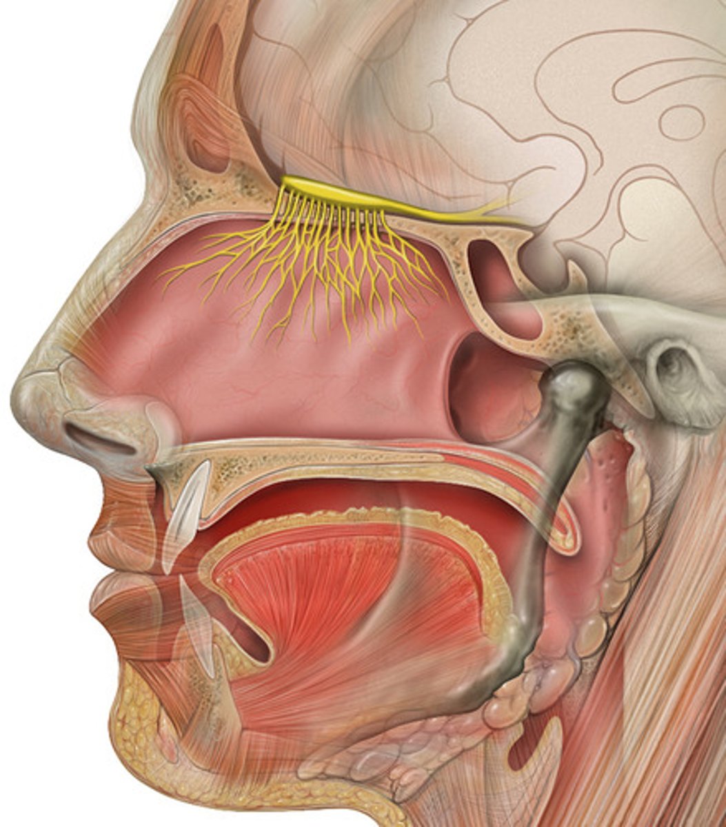 <p>Fibers passing from nasal mucosa through cribriform foramina</p>