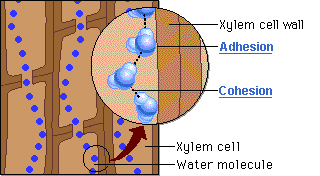 <p>The movement of water upwards, counteracting gravity, using adhesive and cohesive forces. It occurs when adhesion causes the liquid to stick to the surface of a narrow tube, while cohesion pulls the other molecules along</p>