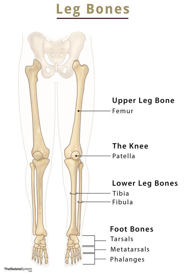<p>Femur (n): X.đùi<br>Patella (n): Kneecap (X.bánh chè)<br>Tibia (n): Shin bone (X.chày)<br>Fibula (n): Xương mác<br>Tarsal(s) (n): X.cổ chân<br>Metatarsal(s) (n): Xương bàn chân<br>Phalange(s)</p>