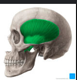 <p>What muscle fills up the temoporal fossa entirely?</p>