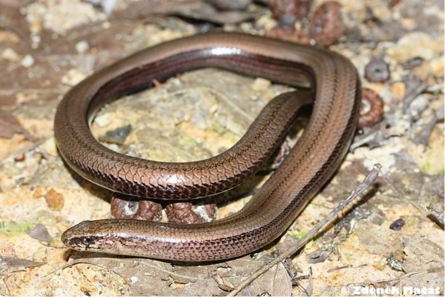 <p>slepýš křehký </p>