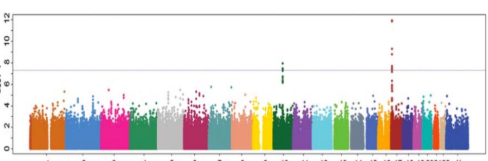 <p>A GWAS analysis, genotyping 642,461 SNPs for reduced testosterone levels in populations of European males is shown below; the probability of a significant association with reduced testosterone levels is shown on the Y axis. Everything above the grey line is considered significant. &nbsp;Based on these data, how many genomic regions are associated with the trait of reduced testosterone?</p><p></p><p>Based on the information in Question 3, is the reduction in testosterone trait recessive, semidominant or dominant?</p><p></p><p><span>Based on the information in Question 3, is the reduction in testosterone trait sex-linked?</span></p><p>&nbsp;</p>