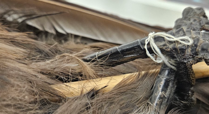 <p>the tarsus is scutellate (large scales) in front and booted (feathered) behind</p>