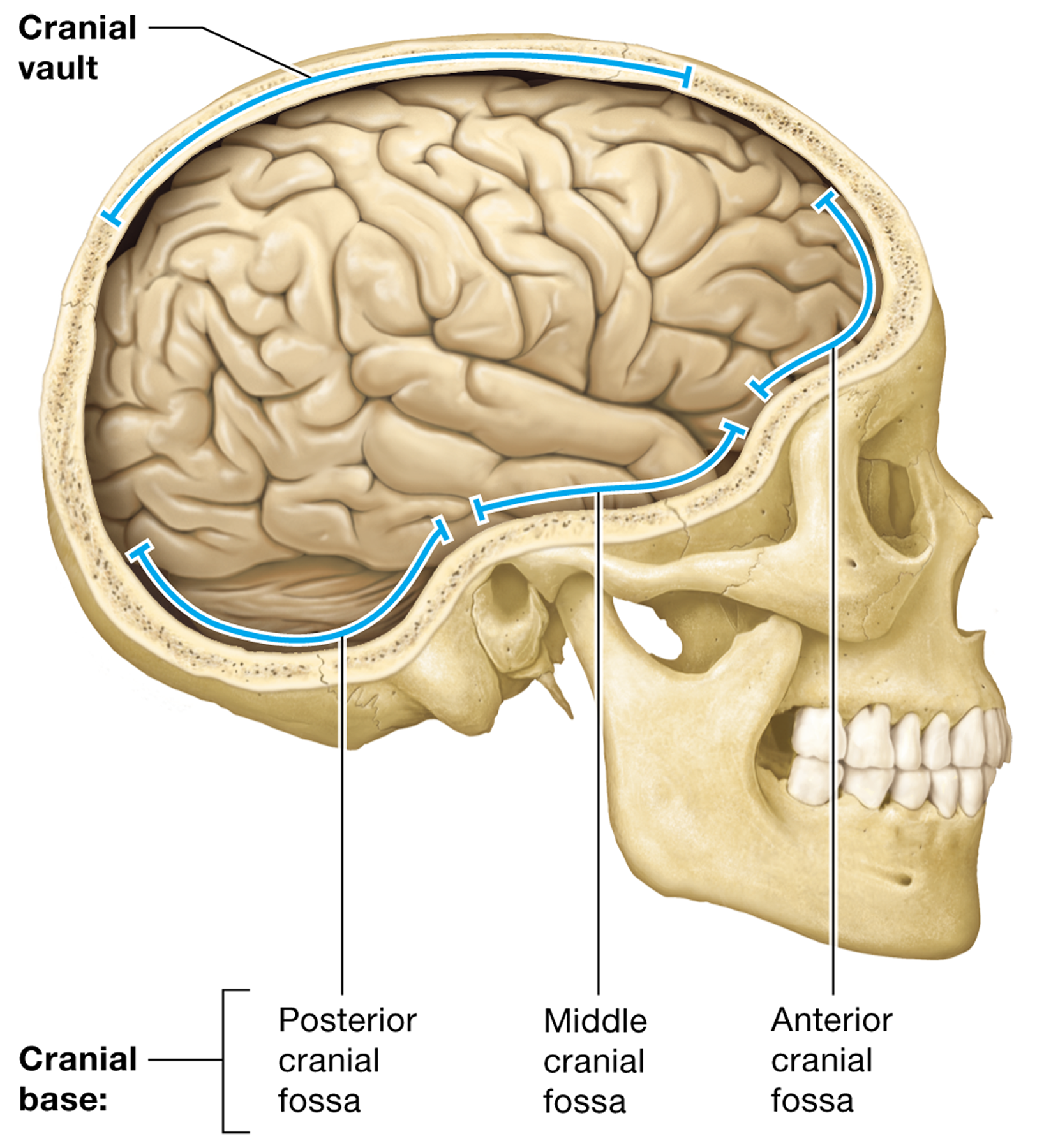 <p><span> the <strong>frontal, parietal, and occipital bones</strong></span></p>