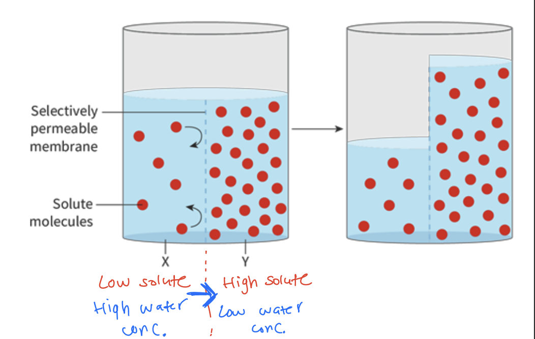 <p>Movement of water molecules <strong>across a semipermeable membrane</strong> <strong>from low solute concentration to high [2] </strong>(water concentration)</p><div data-type="horizontalRule"><hr></div><p>An integral protein that rapidly transports water molecules [1]</p><p>Bc Water is polar and cannot pass through the bilayer Aquaporin is lined <strong>hydrophilic side chains </strong>[1]</p><p>allows water to move in and out of cell via osmosis [1]</p><p>(Water can move bidirectionally depending on the concentration gradient)</p><div data-type="horizontalRule"><hr></div><p>Membrane impermeable to solutes</p><p>Water moves until both sides have equal solute concentration</p><p>Random movement of water molecules but no net movement of wate [3]</p>