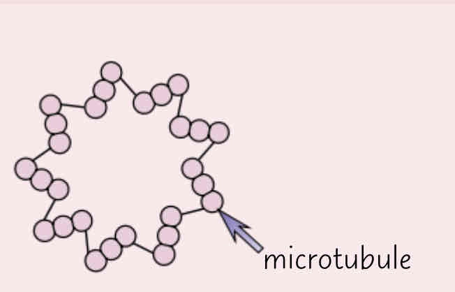 <p>Describe the centriole </p>