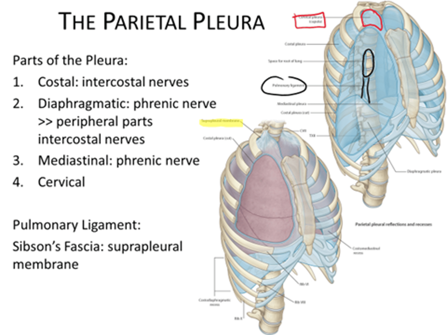 <p>costal pleura, mediastinal pleura, diaphragmatic pleura, cervical pleura</p>