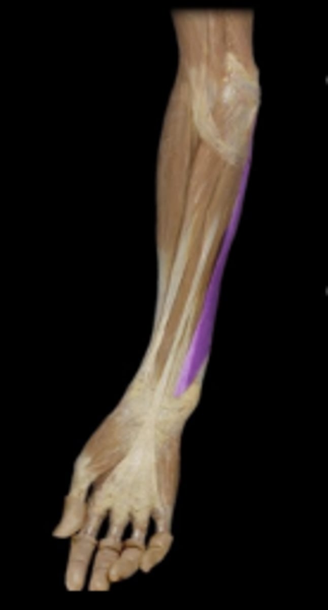 <p>action: flexes wrist anteriorly.</p>