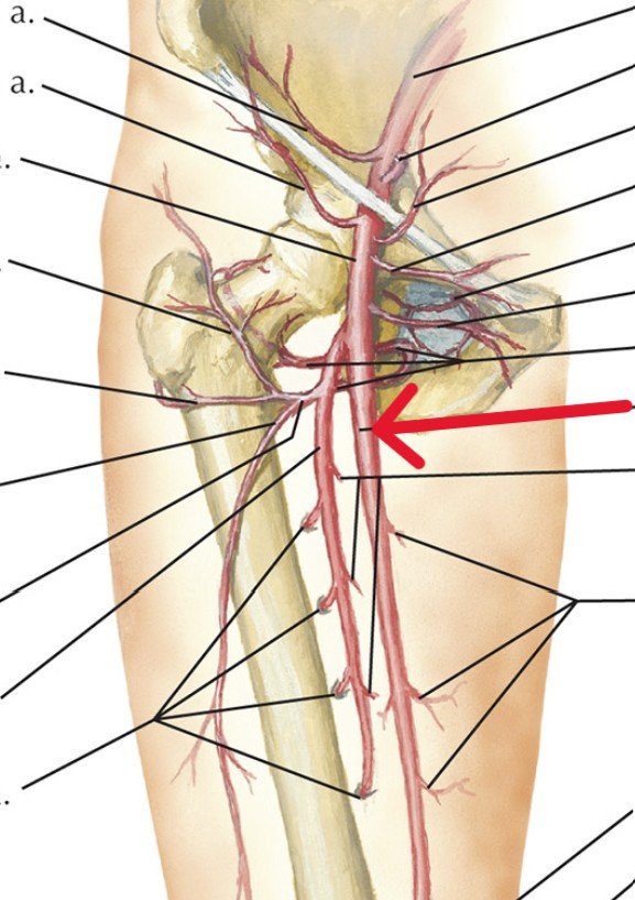 <p>Which arteries:</p><ul><li><p>Extends from external iliac artery</p></li><li><p>Medial to deep femoral artery</p></li></ul><p></p>