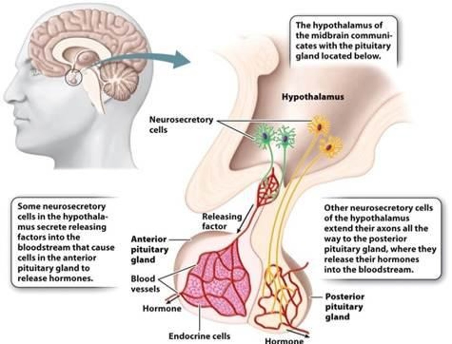 <p>Releasing hormones (stimulates pituitary) - TRH (thyrotropin-releasing hormone), CRH (corticotropin), GnRH (gonadotropin), GHRH (growth hormone). Inhibiting hormones - somatostatin (inhibits GH, TSH), dopamine (inhibits prolactin). Also produces - oxytocin and ADH(antidiuretic hormone) - stored and released by posterior pituitary.</p>