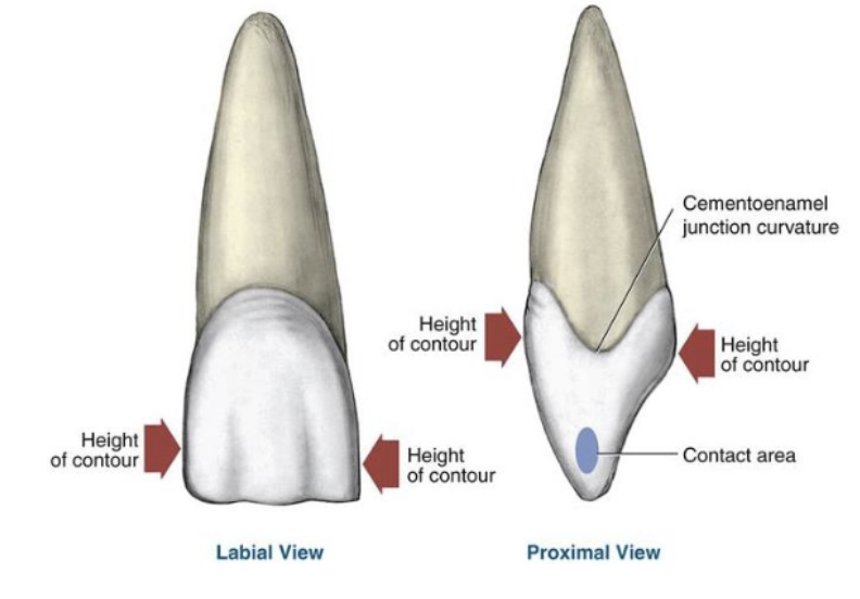 <p>mesial/distal → facial/lingual view<br>facial/lingual → proximal</p>