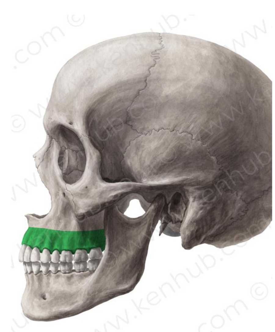 <ul><li><p>Most significant portion</p></li><li><p>Bone surrounding roots of teeth</p></li><li><p>Gives support to all maxillary teeth</p></li></ul><p></p>