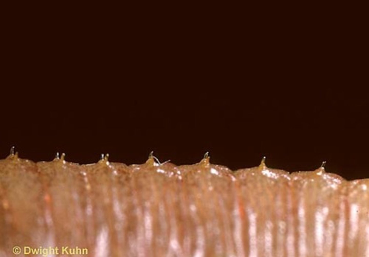 <p>What is this photo pointing to? (small bristles)</p>