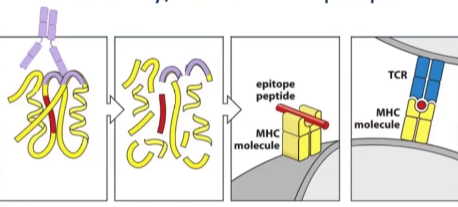 <ul><li><p>Binds peptides presented on MHC only</p></li><li><p>Binding is sequential</p></li><li><p>Epitope can be inside or outside, it doesn’t matter bc it will be broken down into peptides</p></li><li><p>Recognizes almost always proteins </p></li></ul><p></p>
