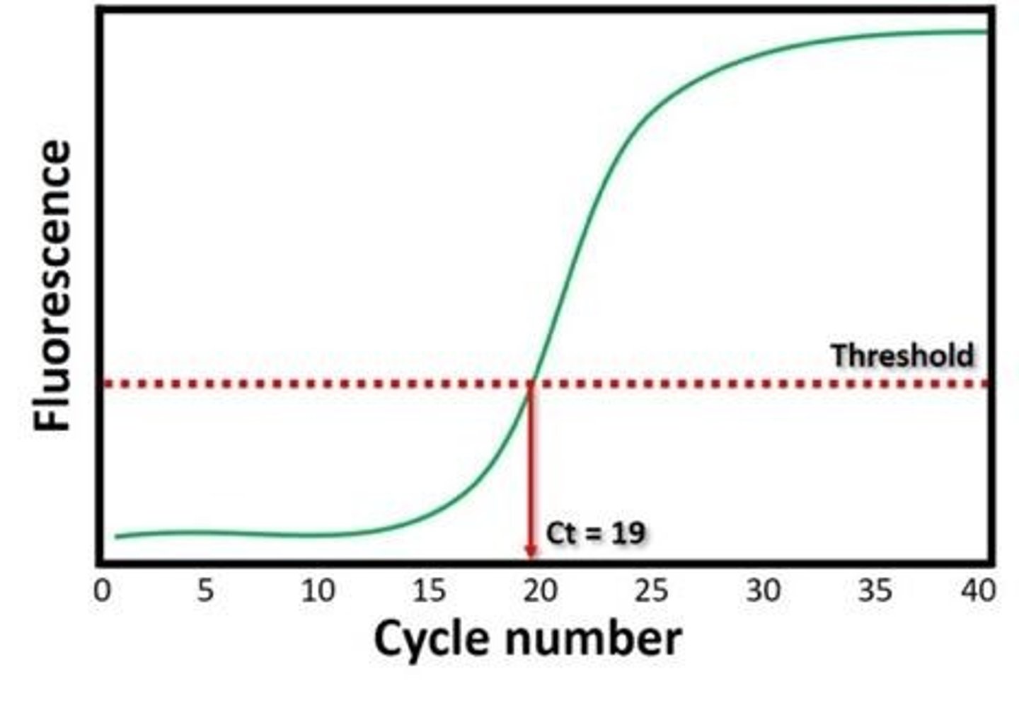 <p>Denaturation, annealing, extension, and fluorescence detection.</p>