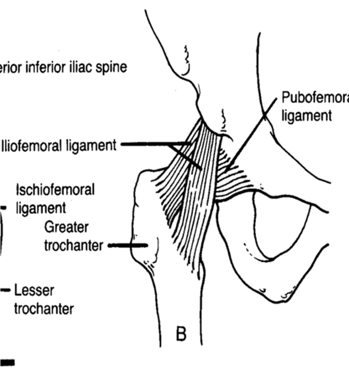 <p>to check IR and extension; movements in the sagittal plane</p>