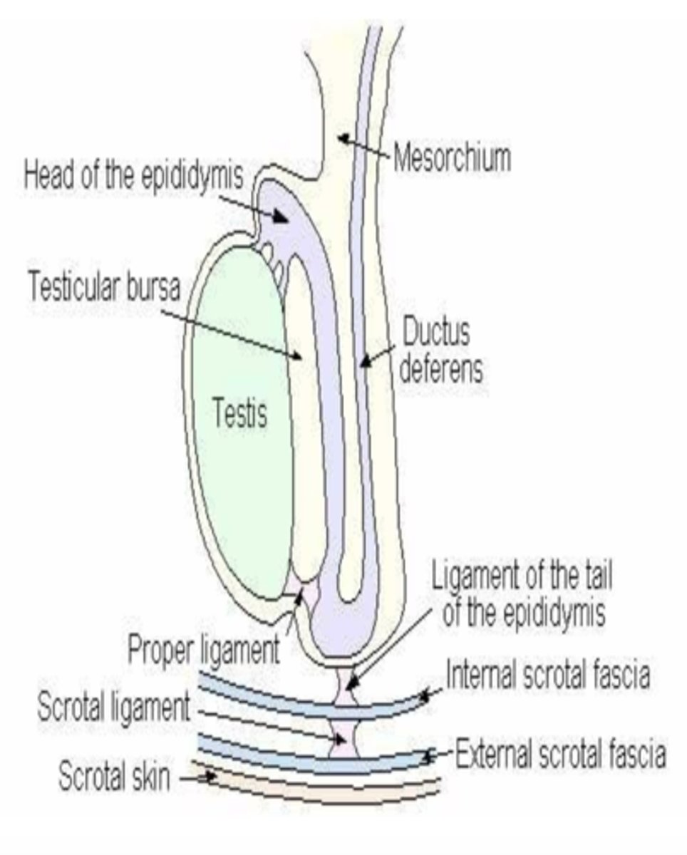 <p>the LTE connects the tail of the epididymis to the parietal tunic</p>