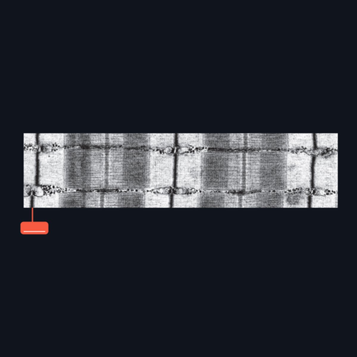 <p>Identify the structure</p>
