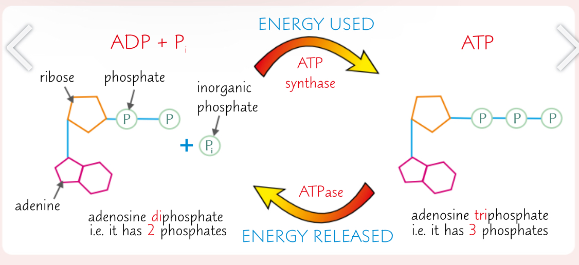 <p>Describe how ATP changes when it arrives to where it is needed</p>