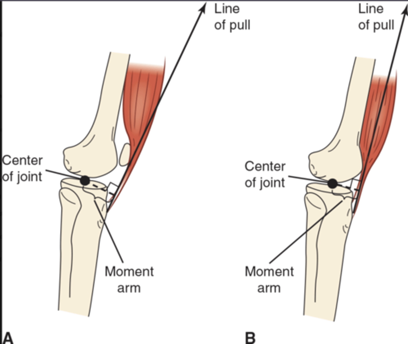 <p>(A) with a patella and (B) without a patella.</p>