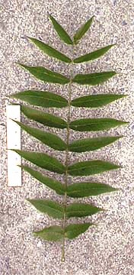 <p>even pinnate - 2 inch fruit</p>