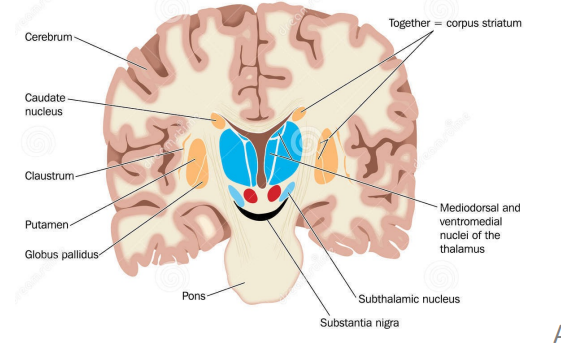 <p>nuclei/nucleus </p>