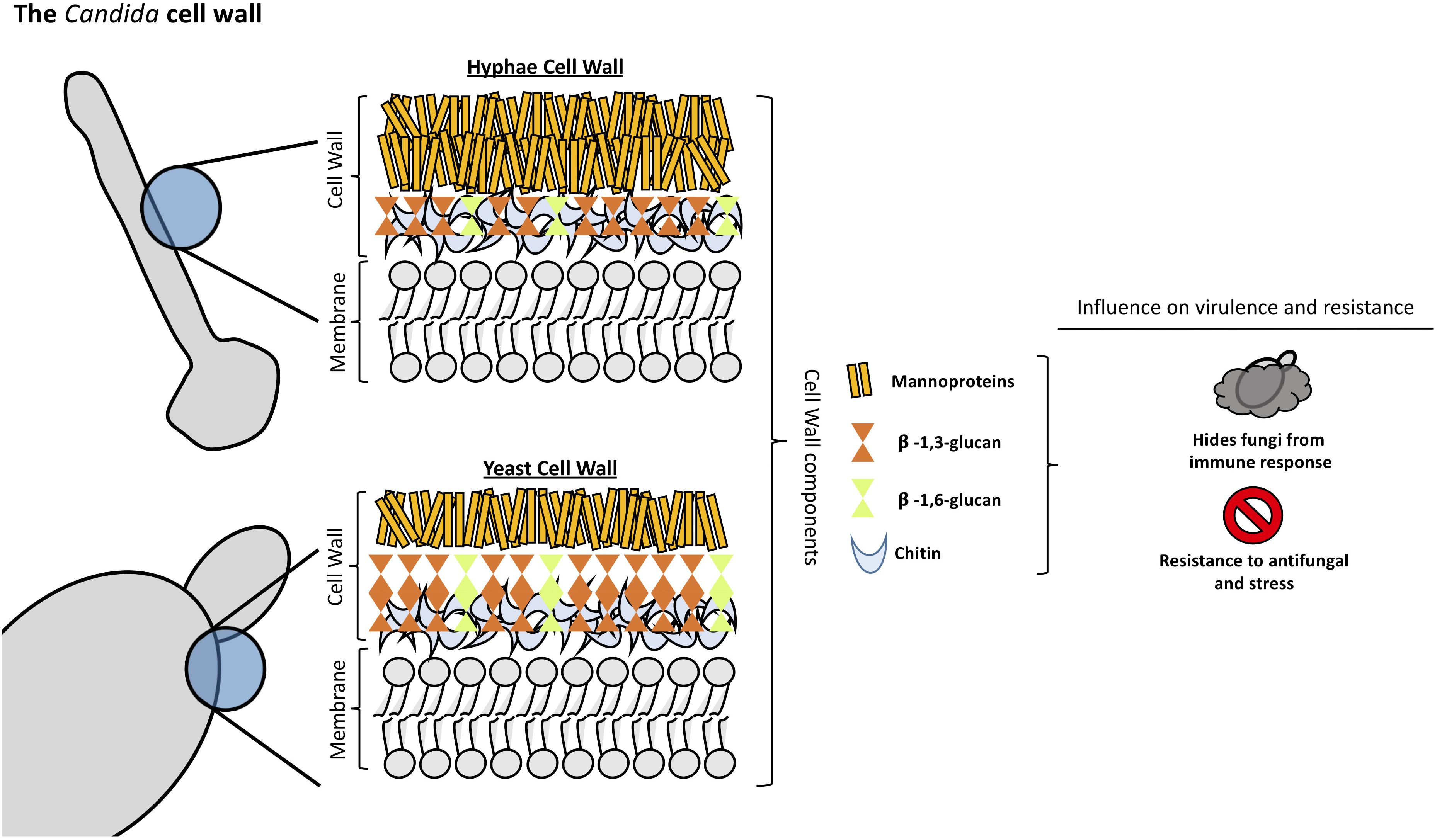 <p>Candida Cell Wall</p>
