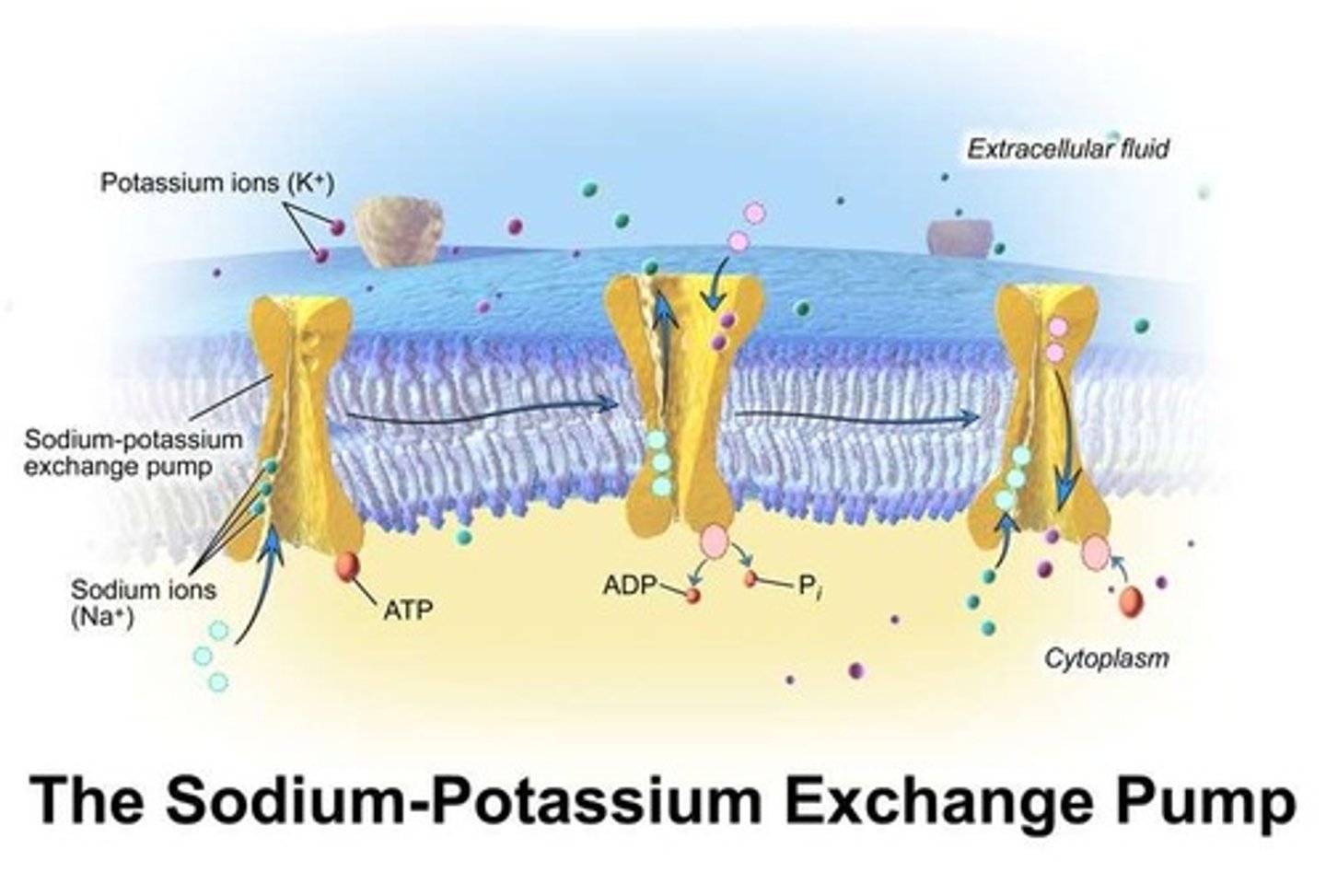 <p>A mechanism that maintains homeostasis by regulating acid-base balance and healthy kidney function.</p>