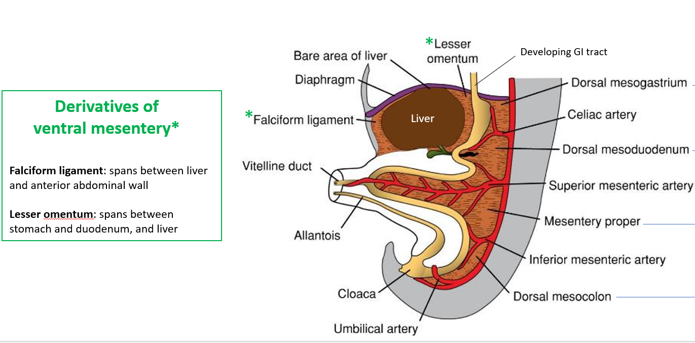 <ul><li><p><strong>Falciform ligament</strong>: Connects the <strong>liver to the anterior abdominal wall</strong>.</p></li><li><p><strong>Lesser omentum</strong>: Connects the <strong>stomach and duodenum to the liver</strong>.</p></li></ul><p></p>