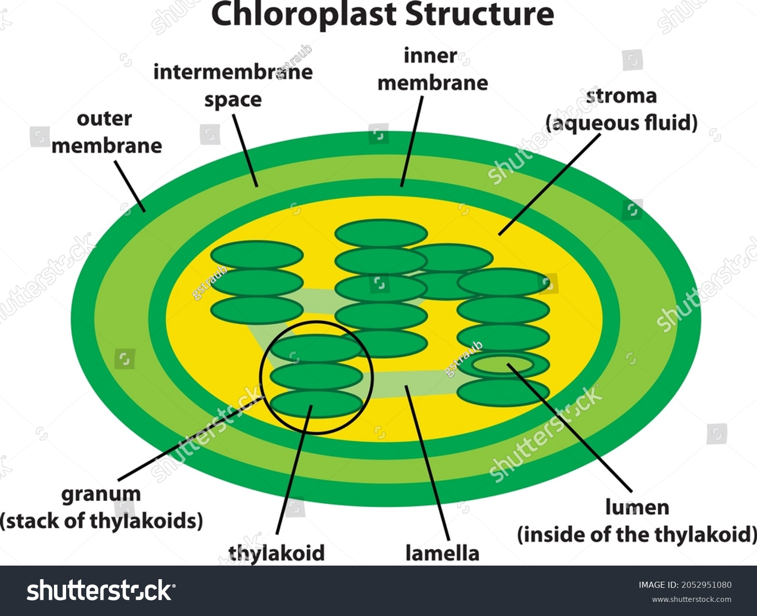 <p>where photosynthesis takes place</p><p>has:</p><ul><li><p>extensive membrane surface area of thylakoids</p><ul><li><p>small space(lumen) within thylakoids</p></li></ul></li><li><p>grana</p></li><li><p>chlorophyll</p></li><li><p>Stroma</p></li><li><p>double membrane(inner and outer)</p><ul><li><p>isolates working parts and enzymes from surrounding cytoplasm</p></li></ul></li></ul><p></p>