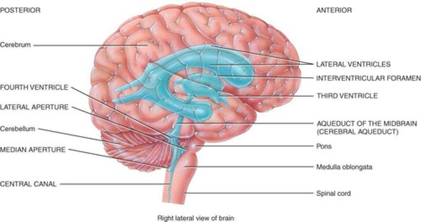 <p>Four CSF-filled cavities connected by channels, including two lateral ventricles, a third ventricle, and a fourth ventricle.</p>