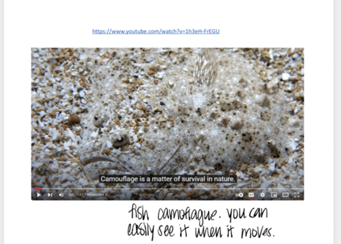 <p>True or False:</p><p>Camouflage can be broken by motion</p>