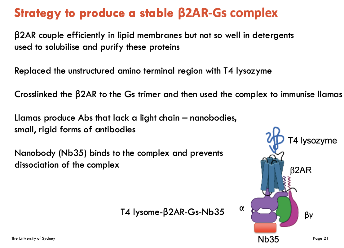 <p>β2AR couples <u>efficiently in lipid membranes but not so well in detergents</u> used to solubilise and purify these proteins</p><ol><li><p><strong>replace</strong> <strong>N-terminus with T4 lysozyme</strong> (improves stability)</p></li><li><p><strong>crosslink β2AR to Gs </strong>→ forms β2AR-Gs complex used to immunise llamas</p></li><li><p><strong>llamas produce Nb35</strong> (nanobody = single-chain antibody)</p></li><li><p>Nb35 binds to the β2AR-Gs complex and prevents dissociation</p></li></ol><p></p>