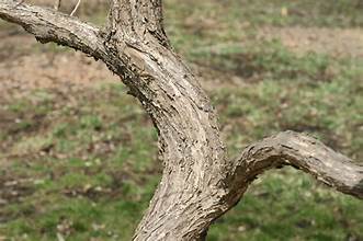 <p>opposite, round seeds, shrub, many stems, red twigs, lenticels</p>