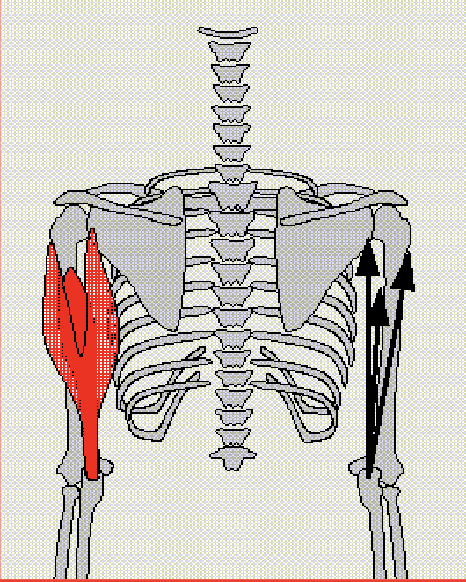 <p>Chief extensor of elbow</p><p>Antagonist: Bicep Brachii</p>