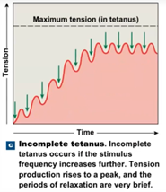 <p>muscle fibers relaxes only slightly between stimuli</p>