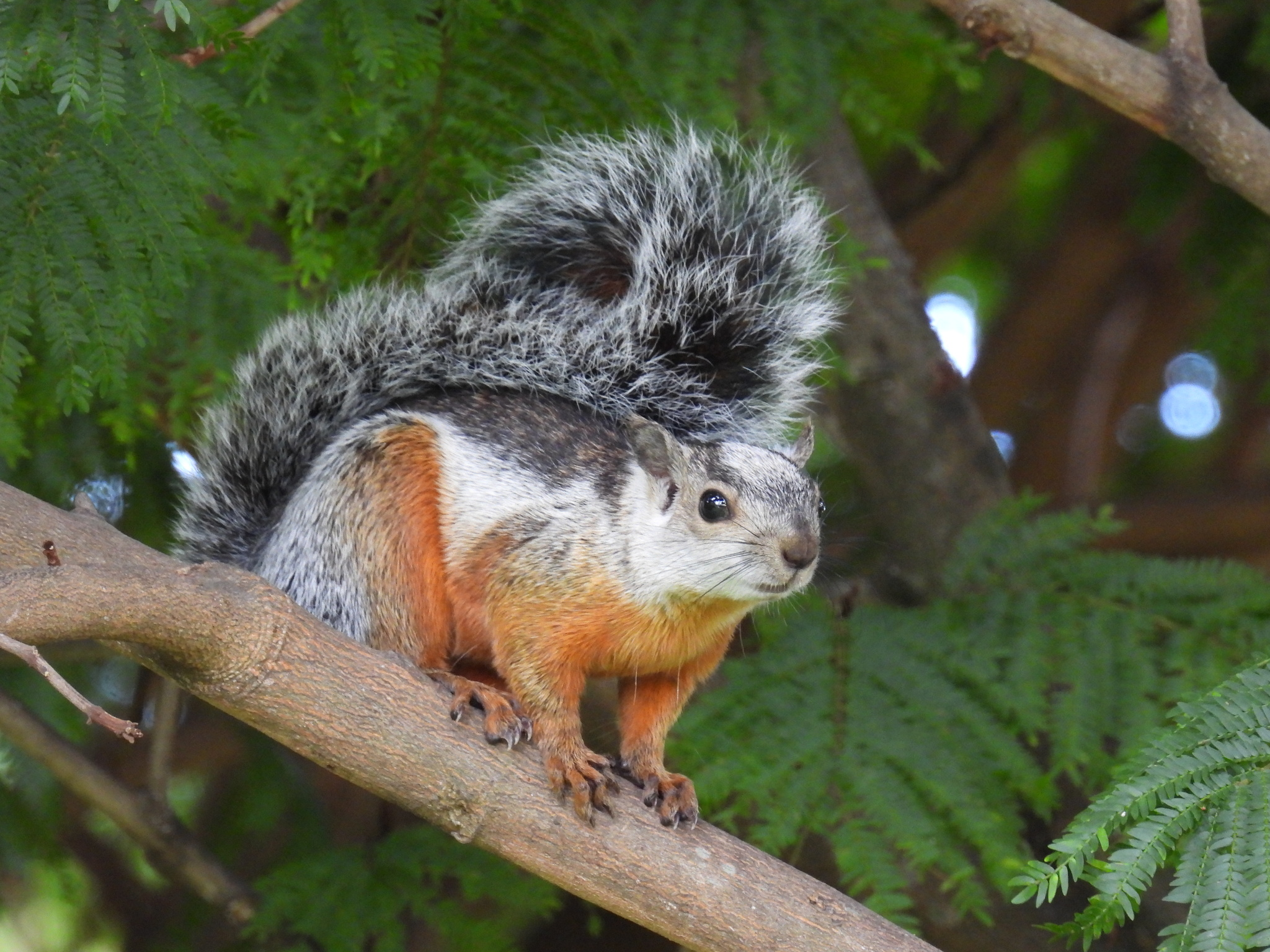 <p>squirrel w/ various colors including: red / brown, white, black</p>
