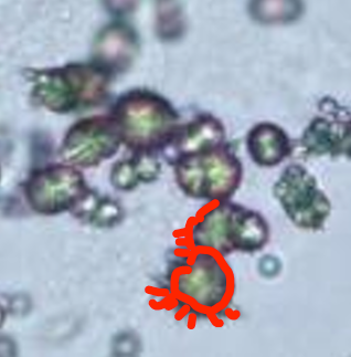 term image