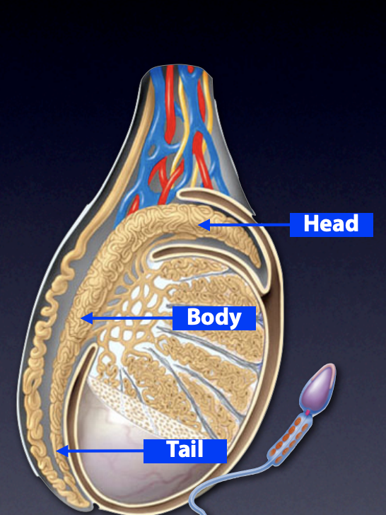<ul><li><p><span>Posterior side of testis, can be felt through skin of scrotum</span></p></li><li><p><span>7m long tubule</span></p></li><li><p><span>Coiled and twisted so that it takes up very little space</span></p></li></ul><p></p><img src="https://knowt-user-attachments.s3.amazonaws.com/8056b744-ee2b-4397-9c19-8cf541efa839.png" data-width="100%" data-align="center"><p></p>