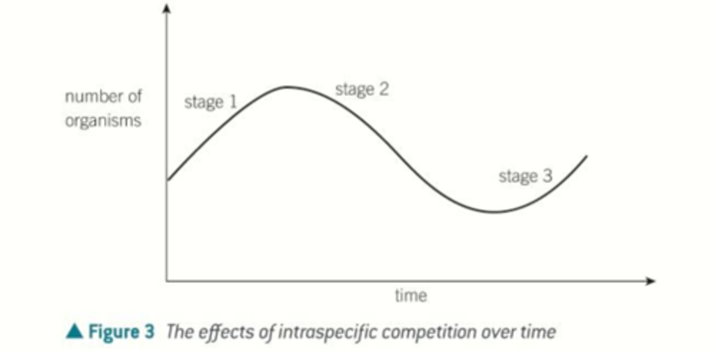<p>Intraspecific Competition graph</p>