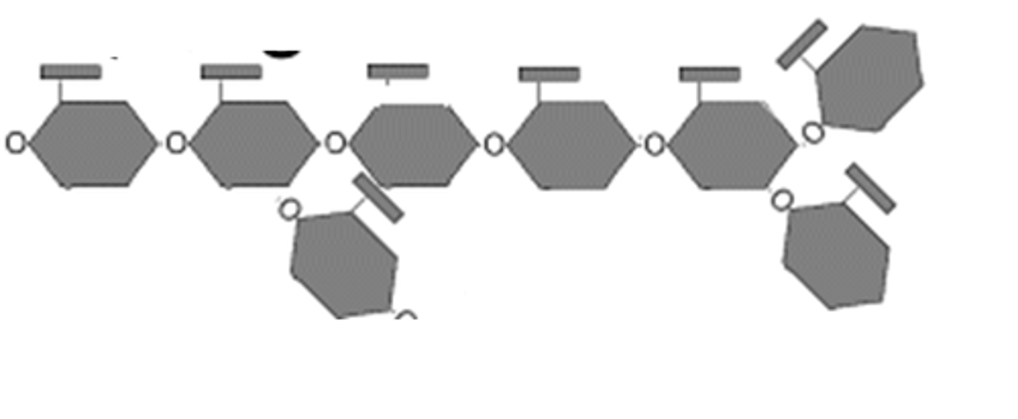<p>Extremely branched polymer of glucose.</p>
